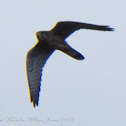 Kestrel; Cernicalo Real