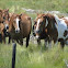 Ponies