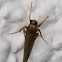 Moth