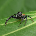 Jumping Spider