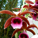 nun's-hood orchid
