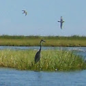 Great Blue Heron