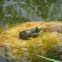 Bullfrog