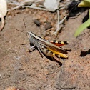 Grasshopper
