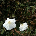 Field Bindweed