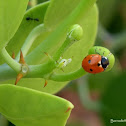 Seven-spotted Ladybug