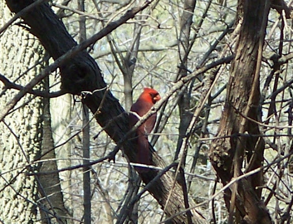 Spotting Image 1