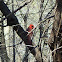 Northern Cardinal