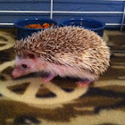 Domesticated hedgehog