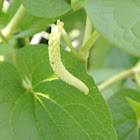 Lizard's Tail
