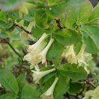 Lonicera