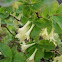 Lonicera