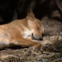 Dingo