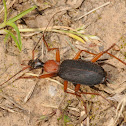 False bombardier beetle