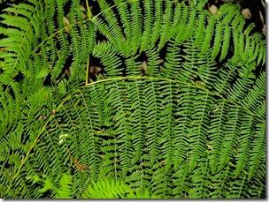 Helecho - EL BOSQUE HECHIZADO