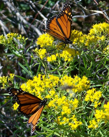 [100_4814crop4.jpg]