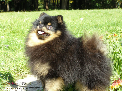 Качена снимка
