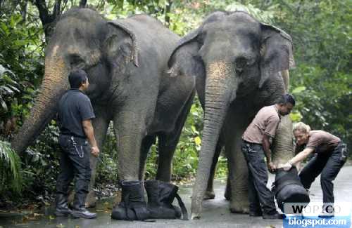 http://lh4.ggpht.com/goldhck/R5AE_wnQfbI/AAAAAAAAAWc/t9JFQmer7jY/wm-Elephant+shoes.jpg