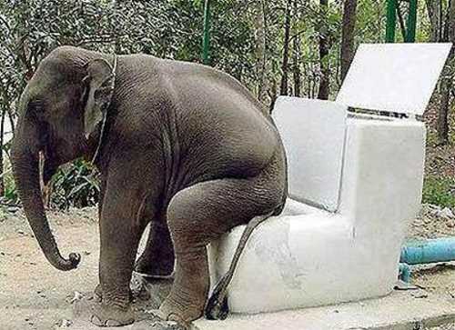 Elephant+Toilet.jpg