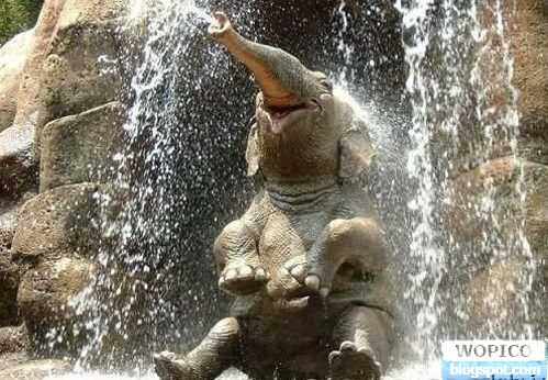 Elephant Fun