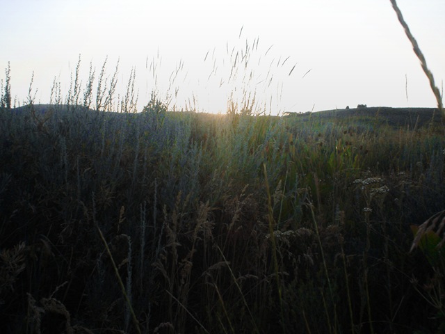 [Sunset Grass[6].jpg]