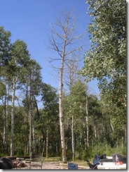 Tree Standing