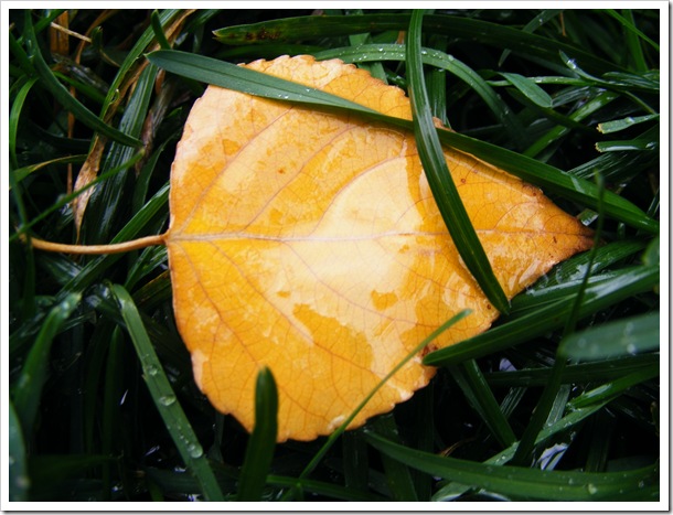 Leaf and Grass