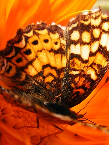 [Butterfly 1[8].jpg]
