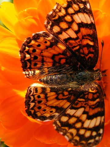 [Butterfly 5[6].jpg]