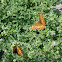 Variegated Fritillary Butterfly