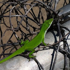 Green Anole, Carolina Anole