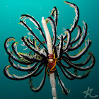 Feather Star