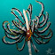 Feather Star