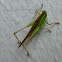 Katydid Nymph