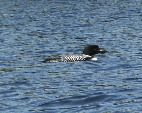 Spotting Image 1