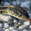 Red-Sided Garter Snake