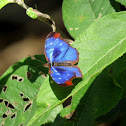 Orsis Bluewing