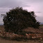 Artea / Carrasca