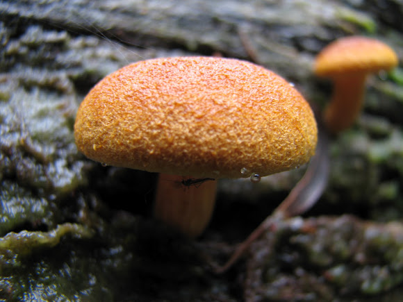 Spotting Image 1