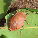Stink Bug (Adult)