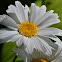 Shasta daisy