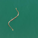 Sea Snake