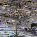Whimbrel