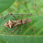 Pod-Sucking Bug