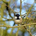 Coal Tit