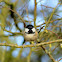 Coal Tit