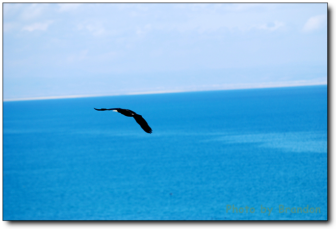 锦绣青海之 <wbr>－ <wbr>5 <wbr>鸟岛，翱翔后的停靠