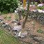 Flora's Rock garden