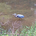 Great blue heron