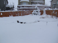 Forging through the snow.